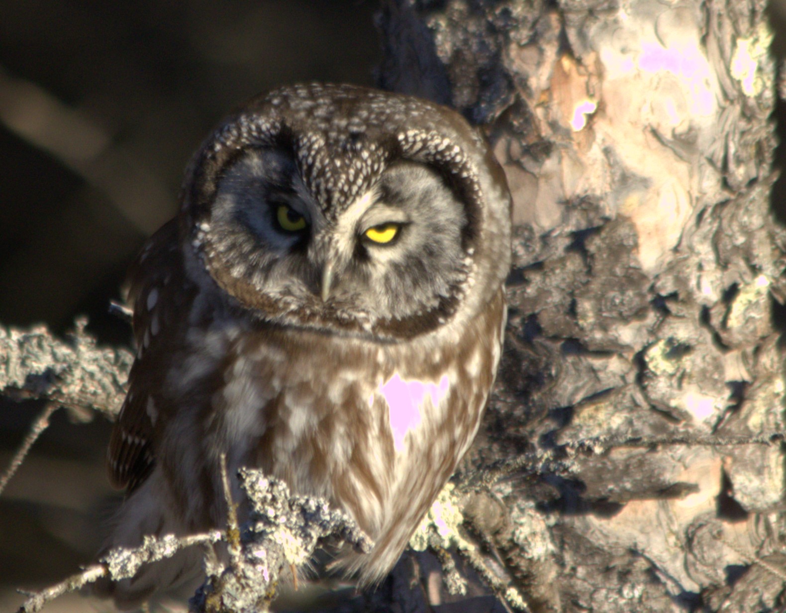 Boreal Owl