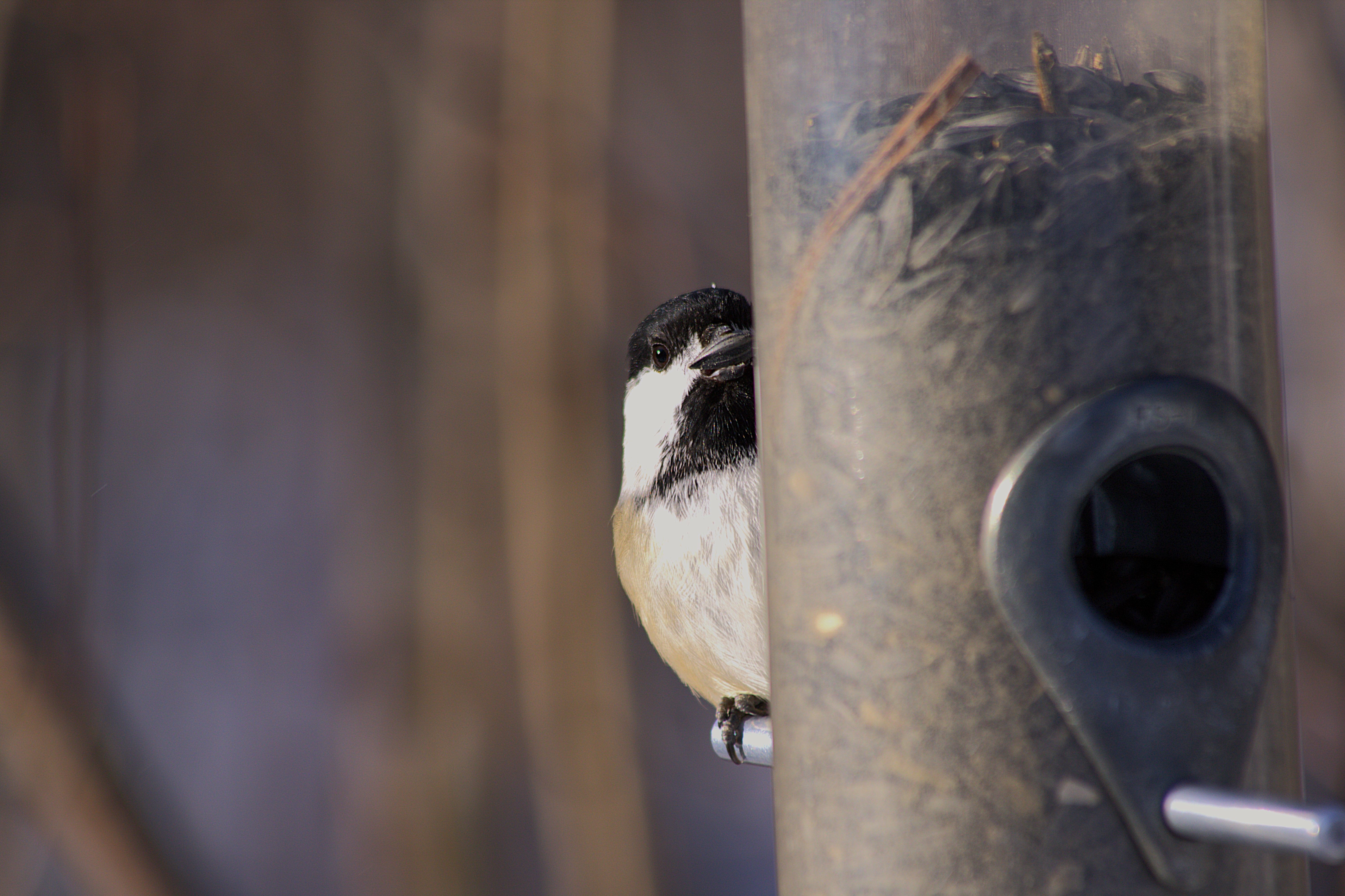 Black Capped Chickadee